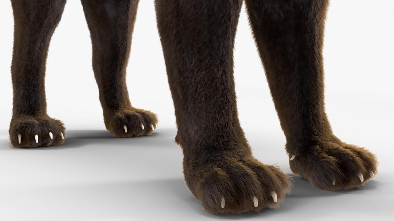 Black Panther Fur Rigged 3D model