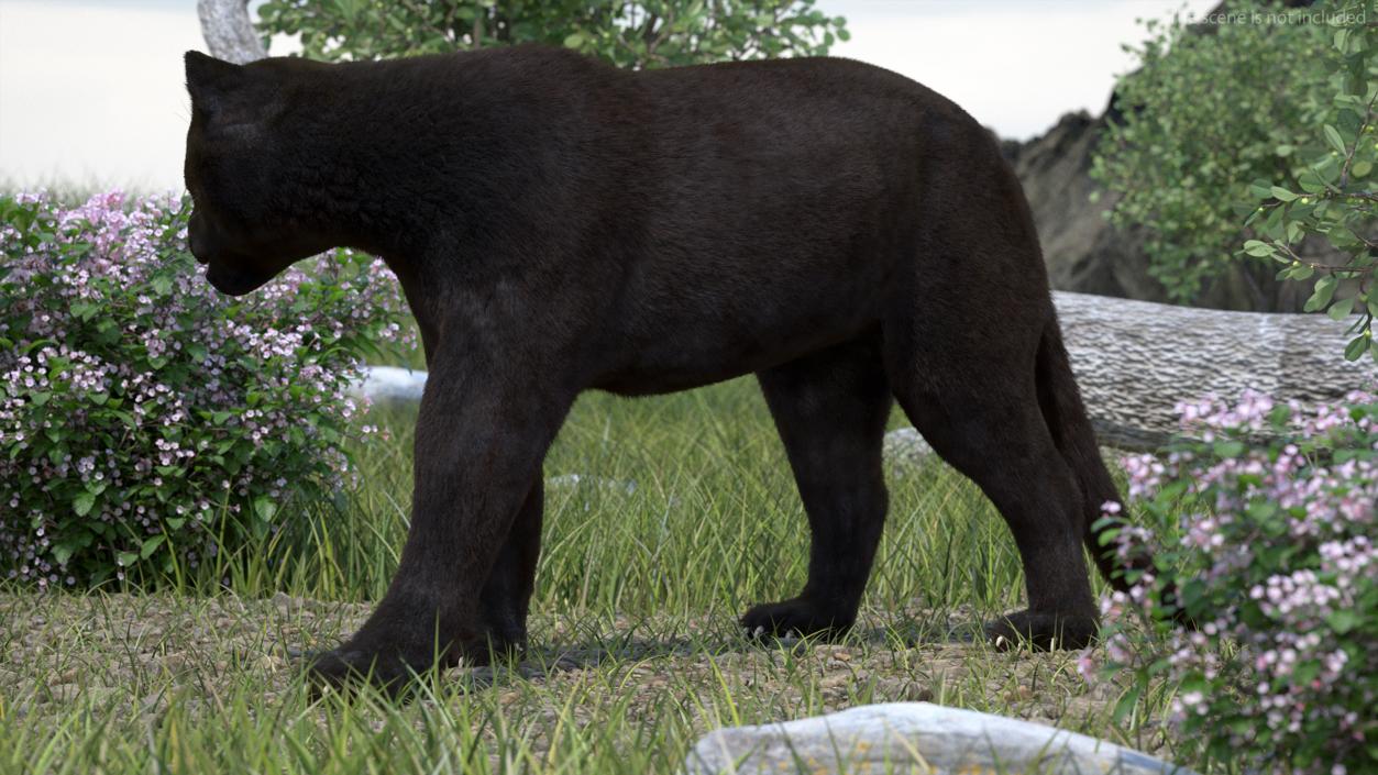 Black Panther Fur Rigged 3D model