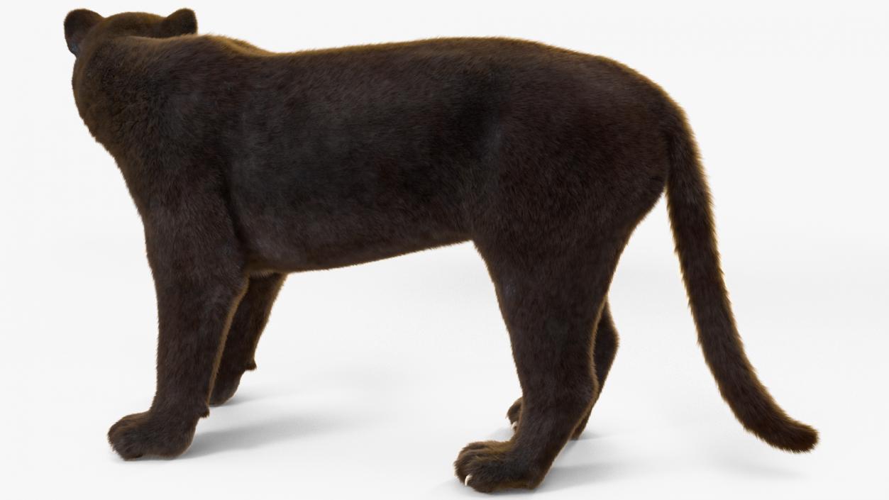 Black Panther Fur Rigged 3D model