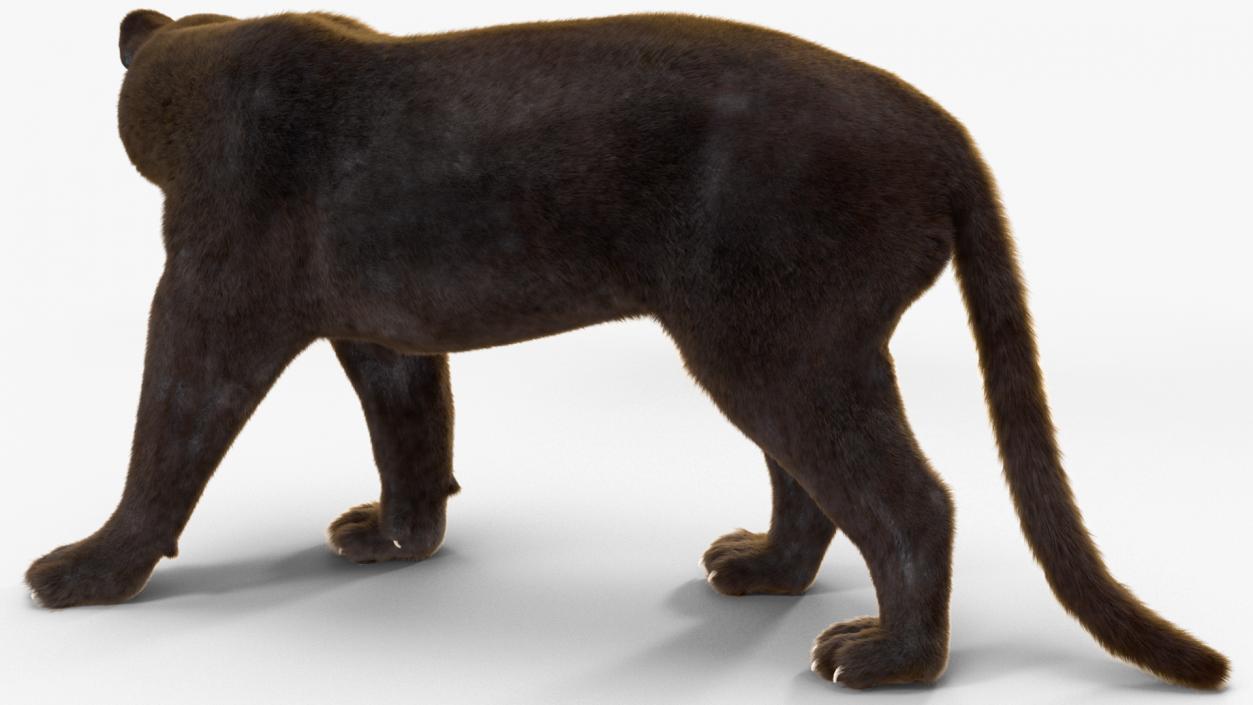 Black Panther Fur Rigged 3D model