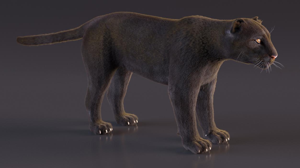 Black Panther Fur Rigged 3D model