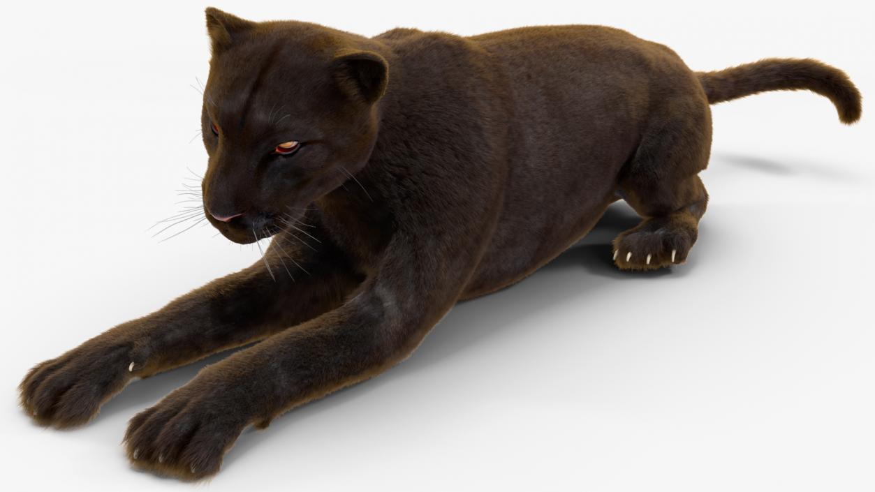 Black Panther Fur Rigged 3D model