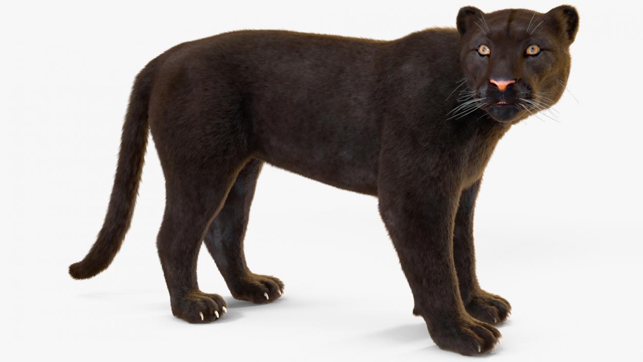 Black Panther Fur Rigged 3D model