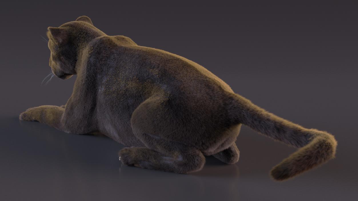 Black Panther Fur Rigged 3D model