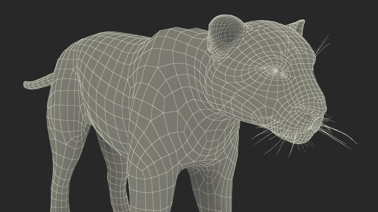 Black Panther Fur Rigged 3D model