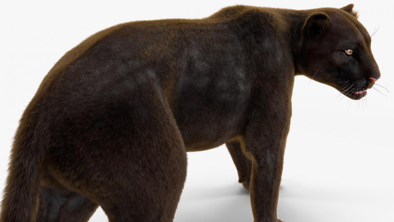 Black Panther Fur Rigged 3D model