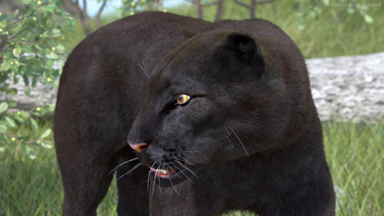 Black Panther Fur Rigged 3D model