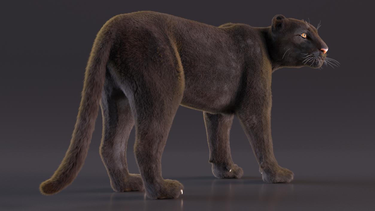 Black Panther Fur Rigged 3D model