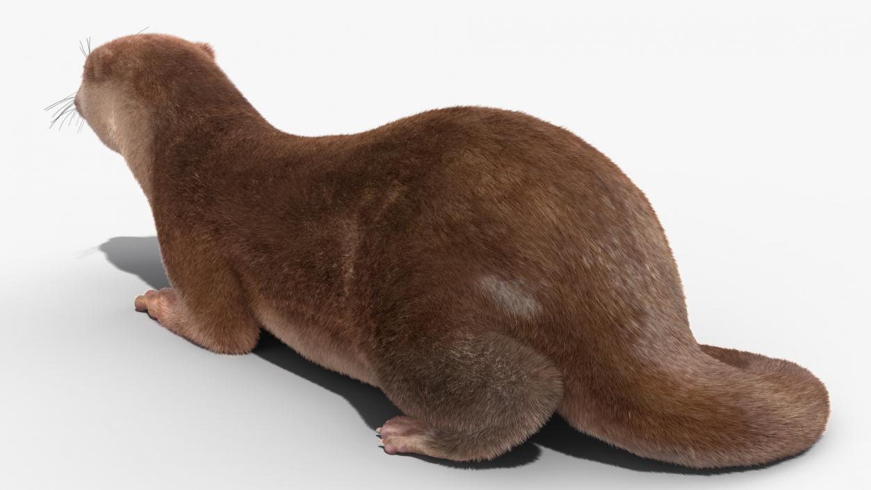 3D model North American Otter Lying Pose Fur