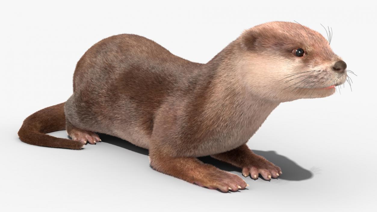 3D model North American Otter Lying Pose Fur