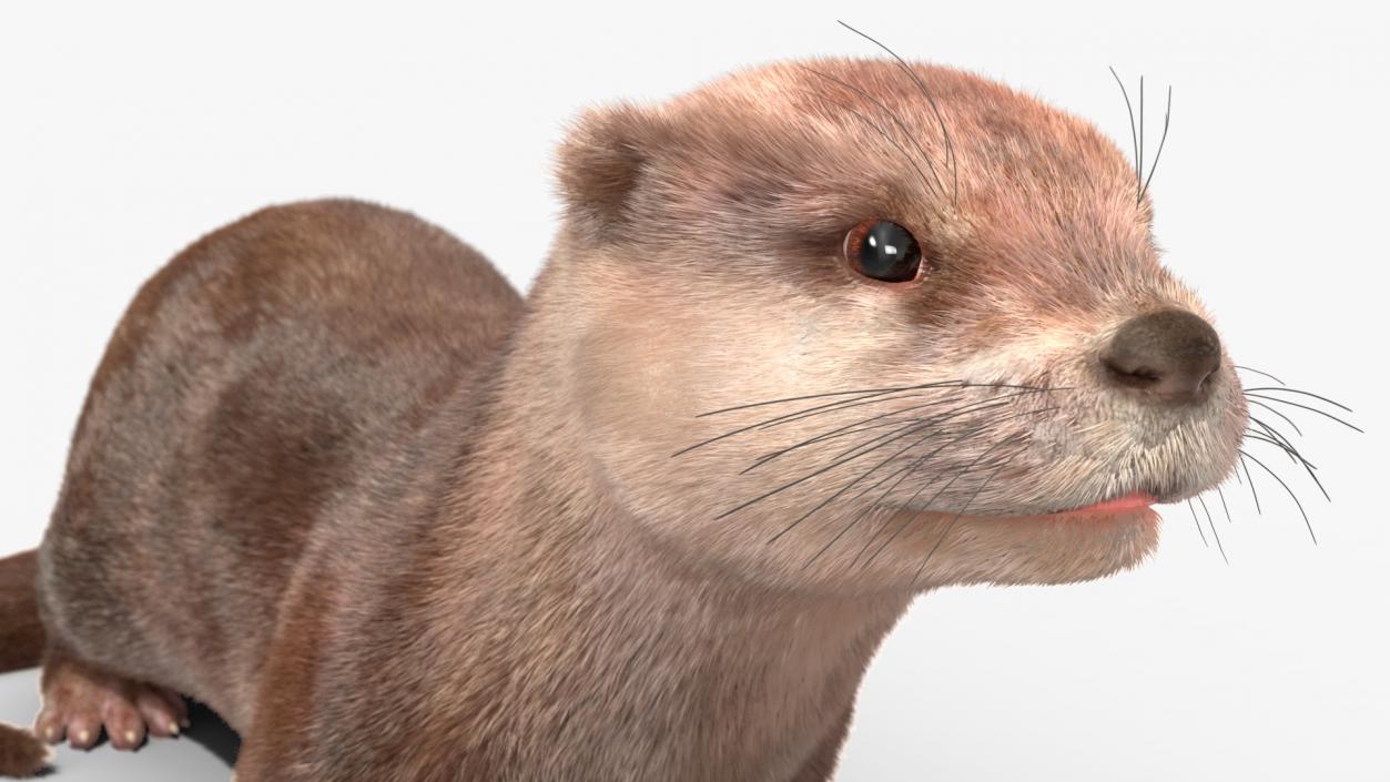 3D model North American Otter Lying Pose Fur