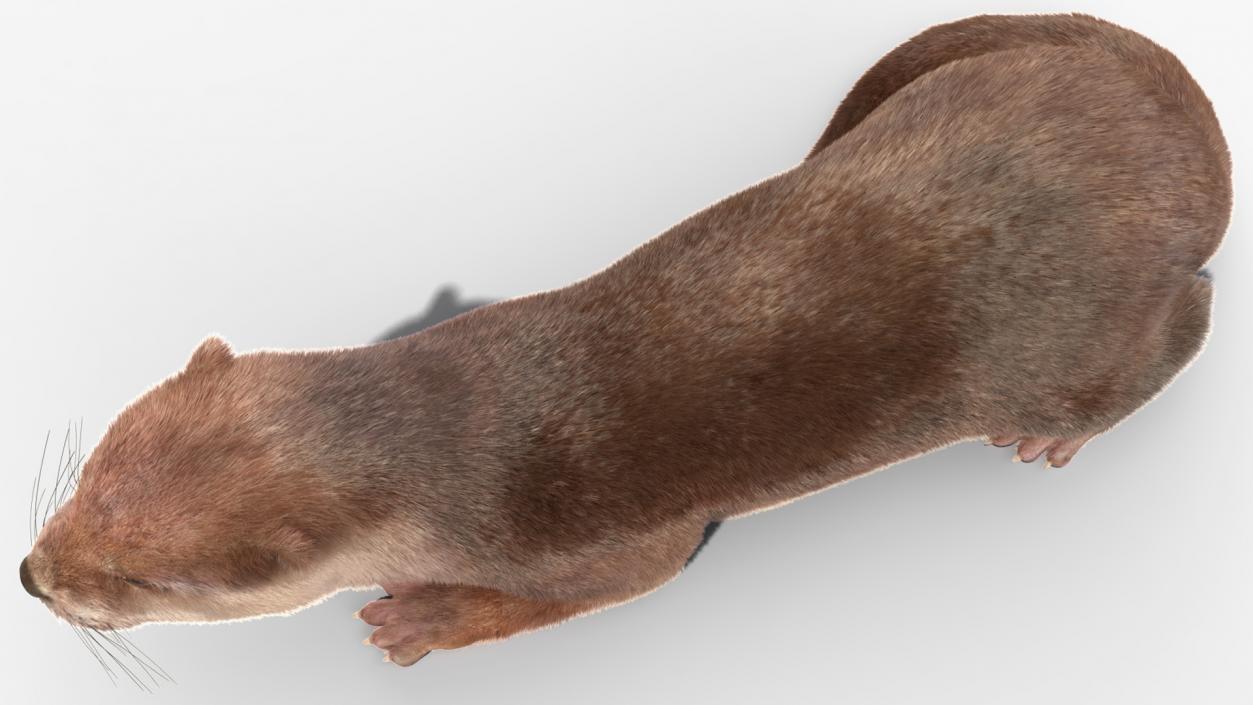 3D model North American Otter Lying Pose Fur