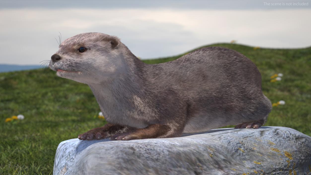 3D model North American Otter Lying Pose Fur