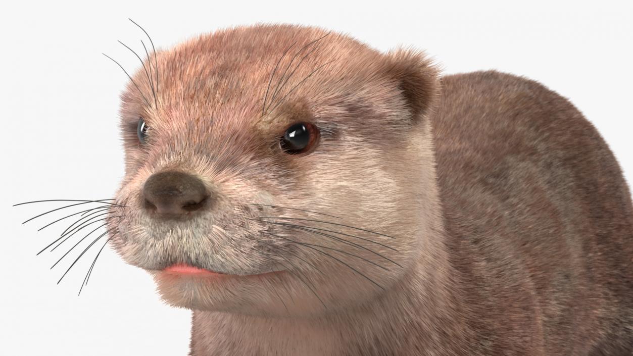 3D model North American Otter Lying Pose Fur