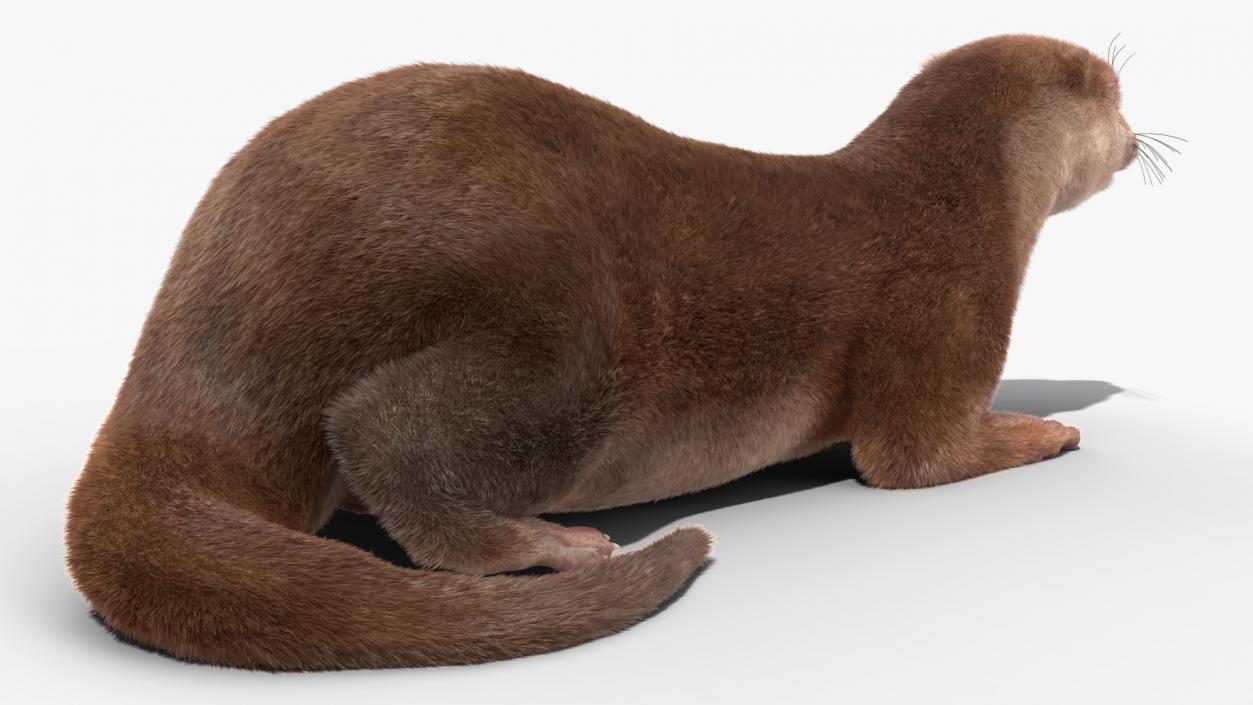 3D model North American Otter Lying Pose Fur