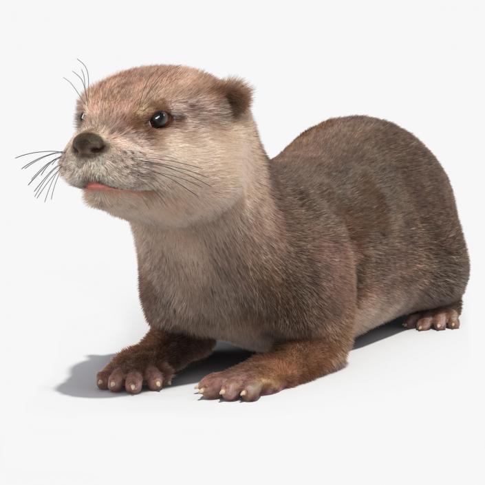 3D model North American Otter Lying Pose Fur