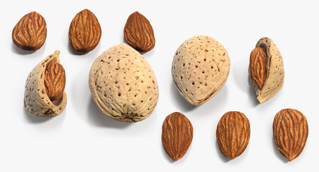 3D Almonds Collection model