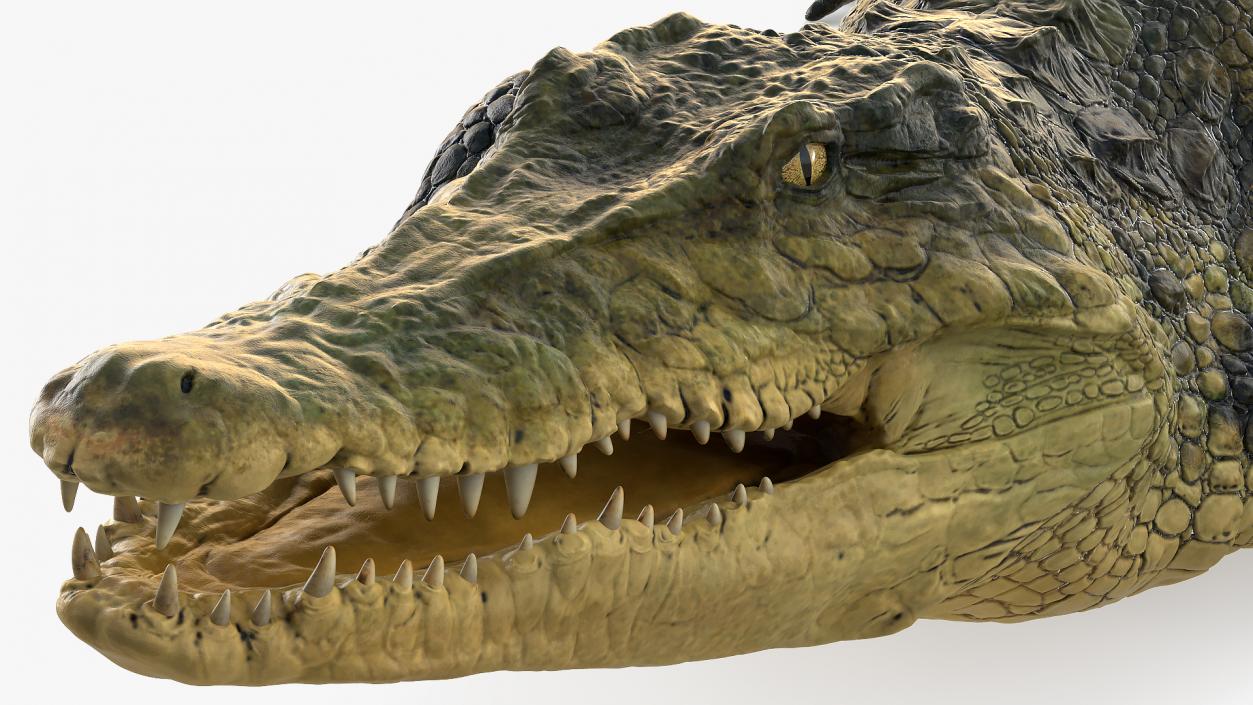 Animated Crocodile Attack Rigged 3D