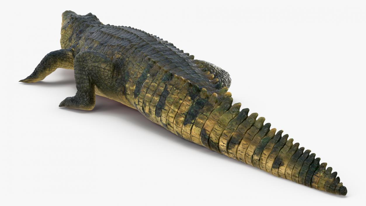 Animated Crocodile Attack Rigged 3D