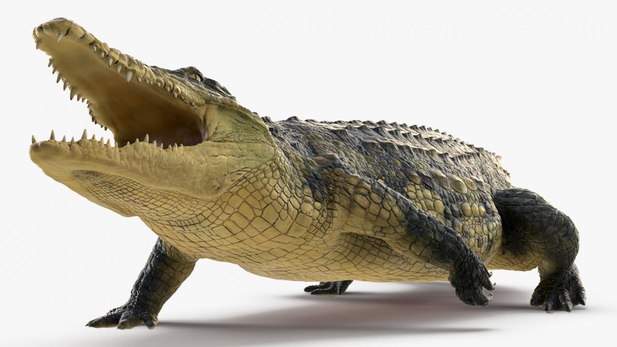 Animated Crocodile Attack Rigged 3D