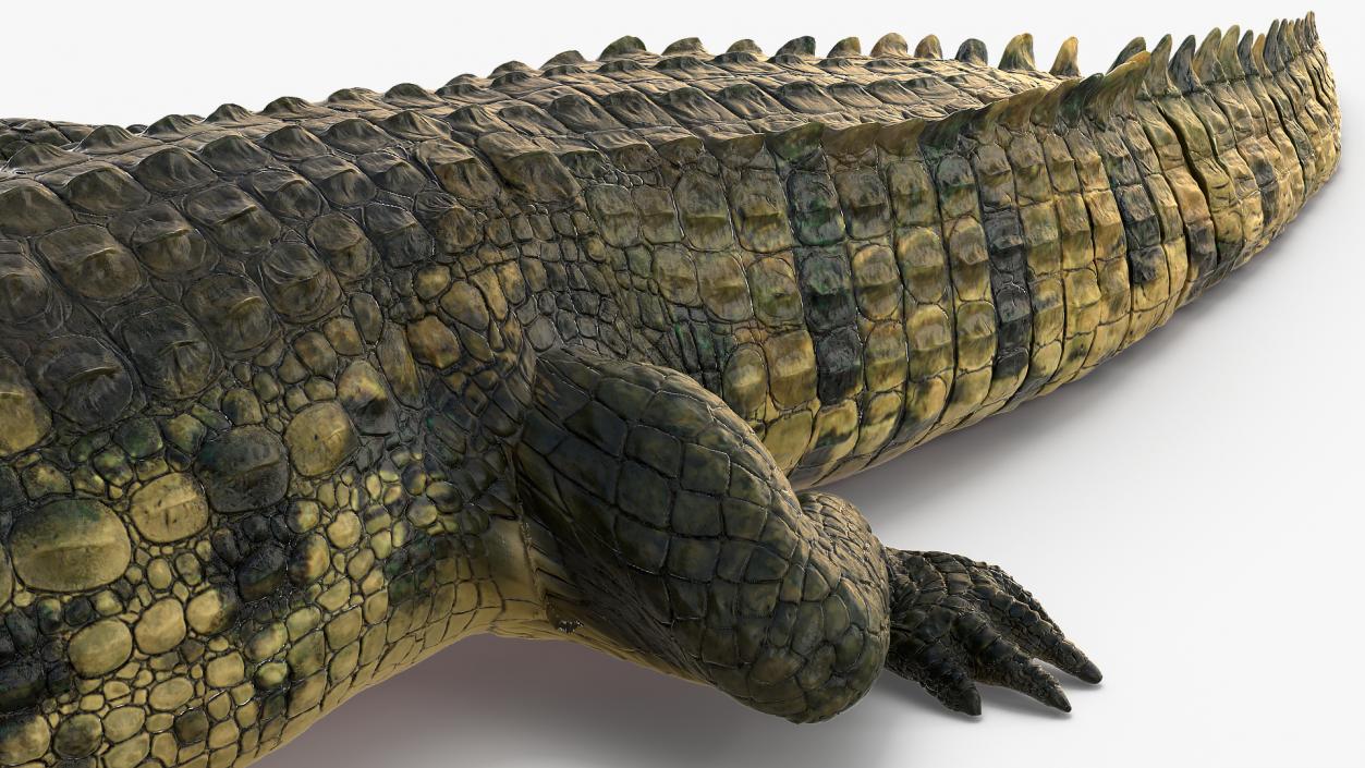 Animated Crocodile Attack Rigged 3D