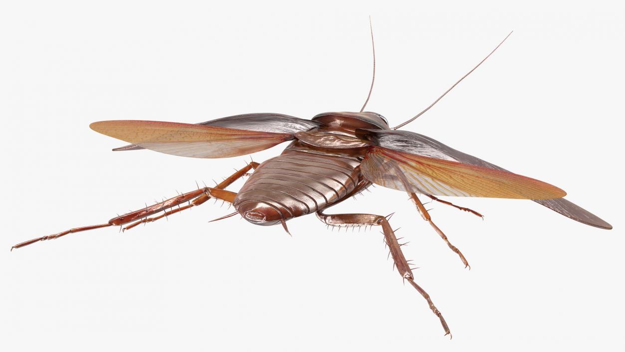 3D Flying Cockroach T-Pose model