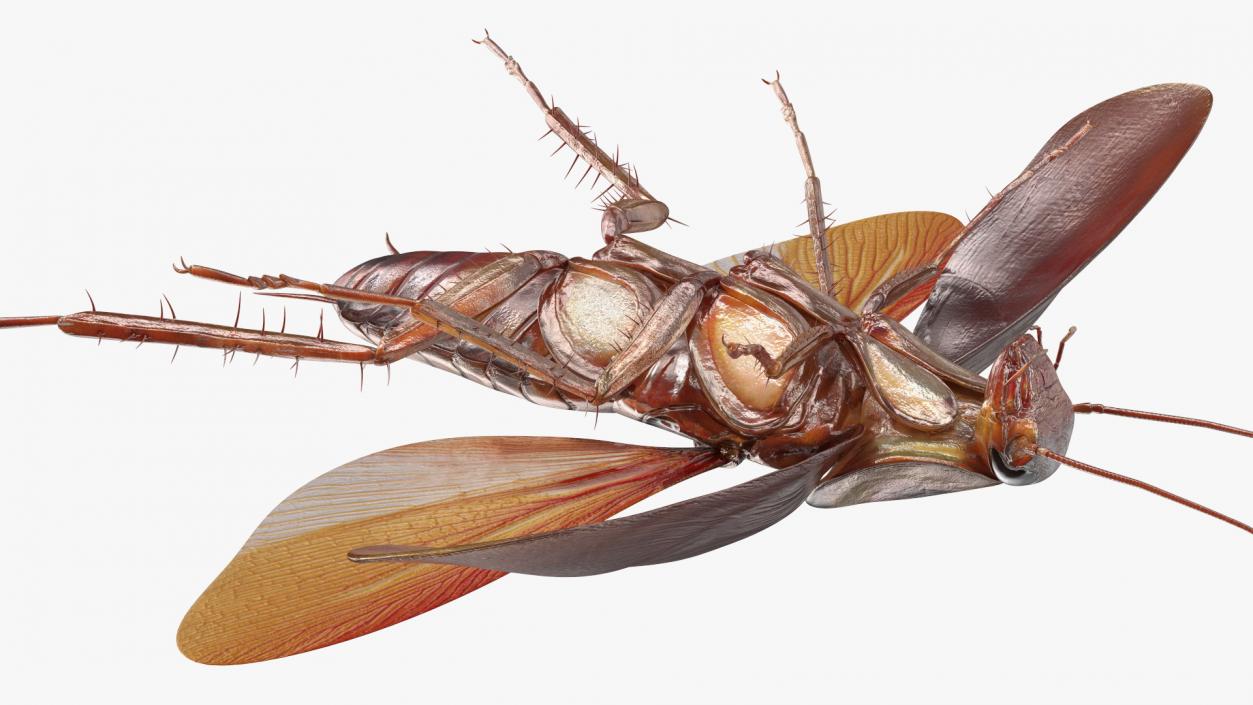 3D Flying Cockroach T-Pose model