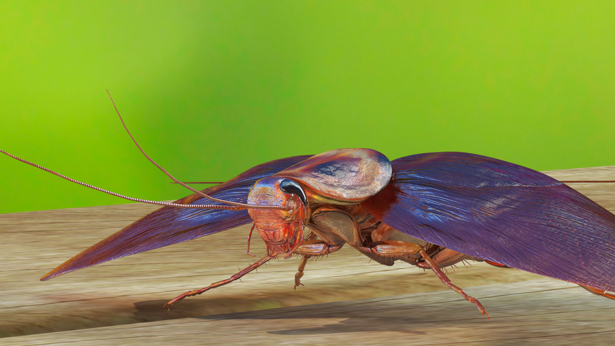 3D Flying Cockroach T-Pose model