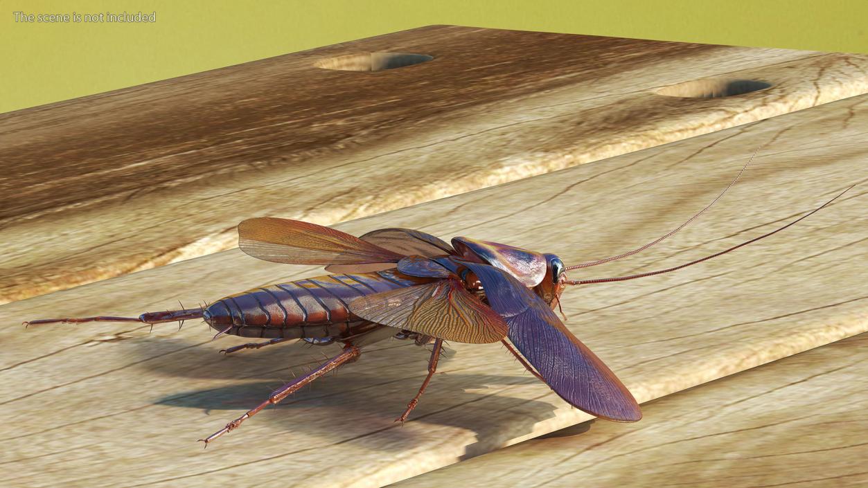 3D Flying Cockroach T-Pose model