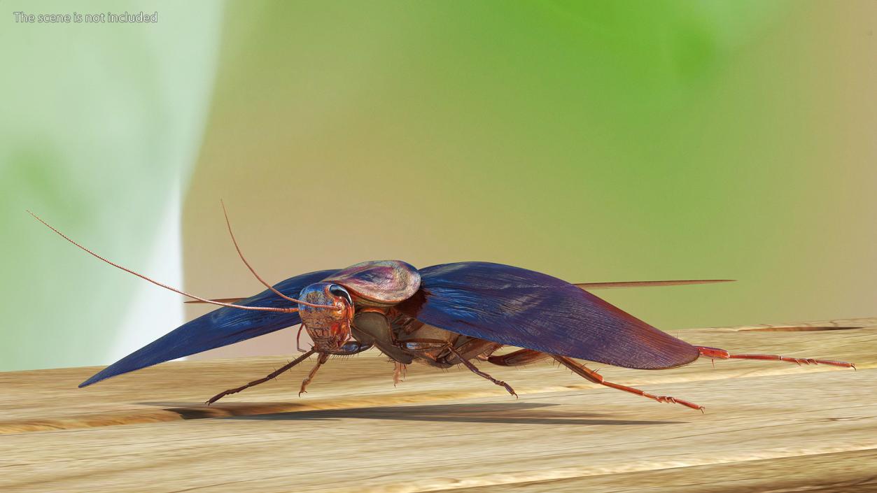 3D Flying Cockroach T-Pose model