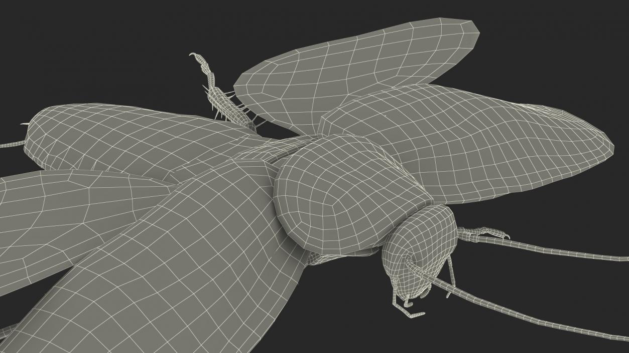 3D Flying Cockroach T-Pose model