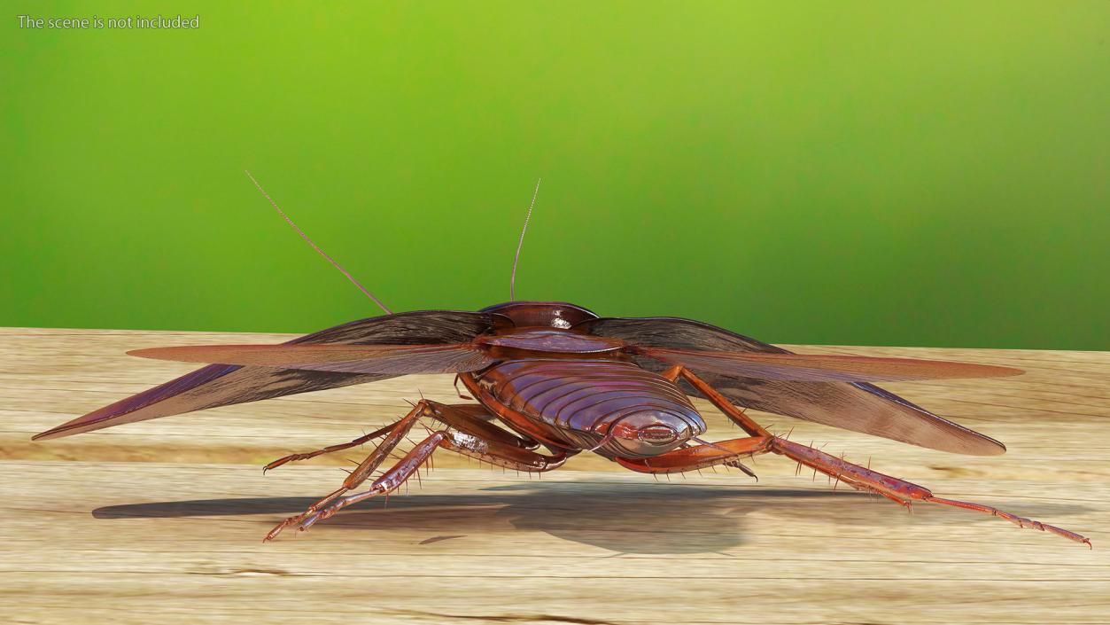 3D Flying Cockroach T-Pose model