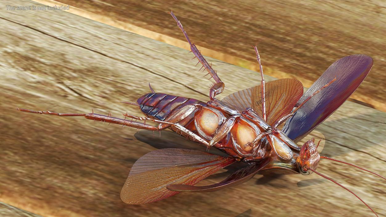 3D Flying Cockroach T-Pose model