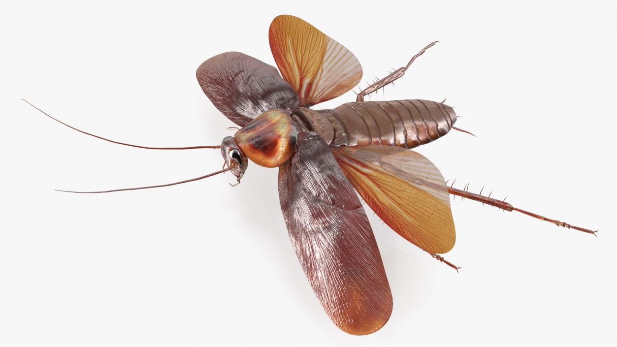 3D Flying Cockroach T-Pose model