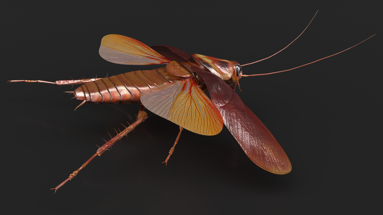 3D Flying Cockroach T-Pose model