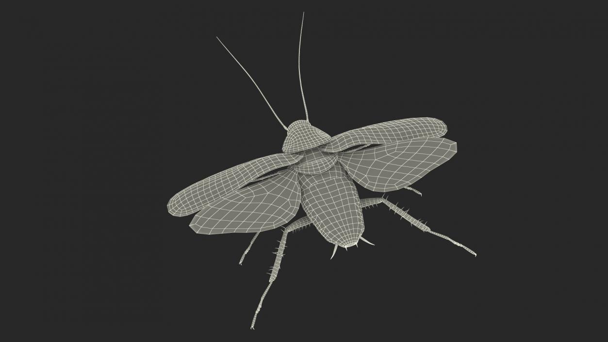 3D Flying Cockroach T-Pose model