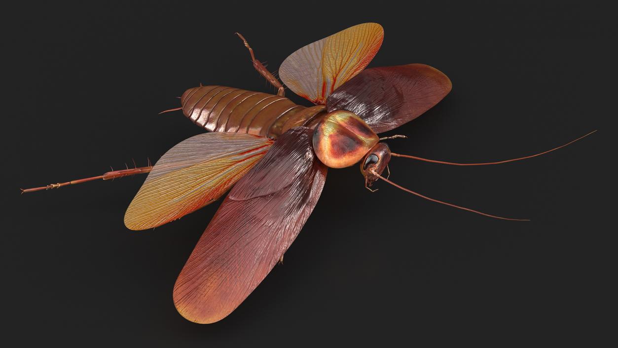 3D Flying Cockroach T-Pose model