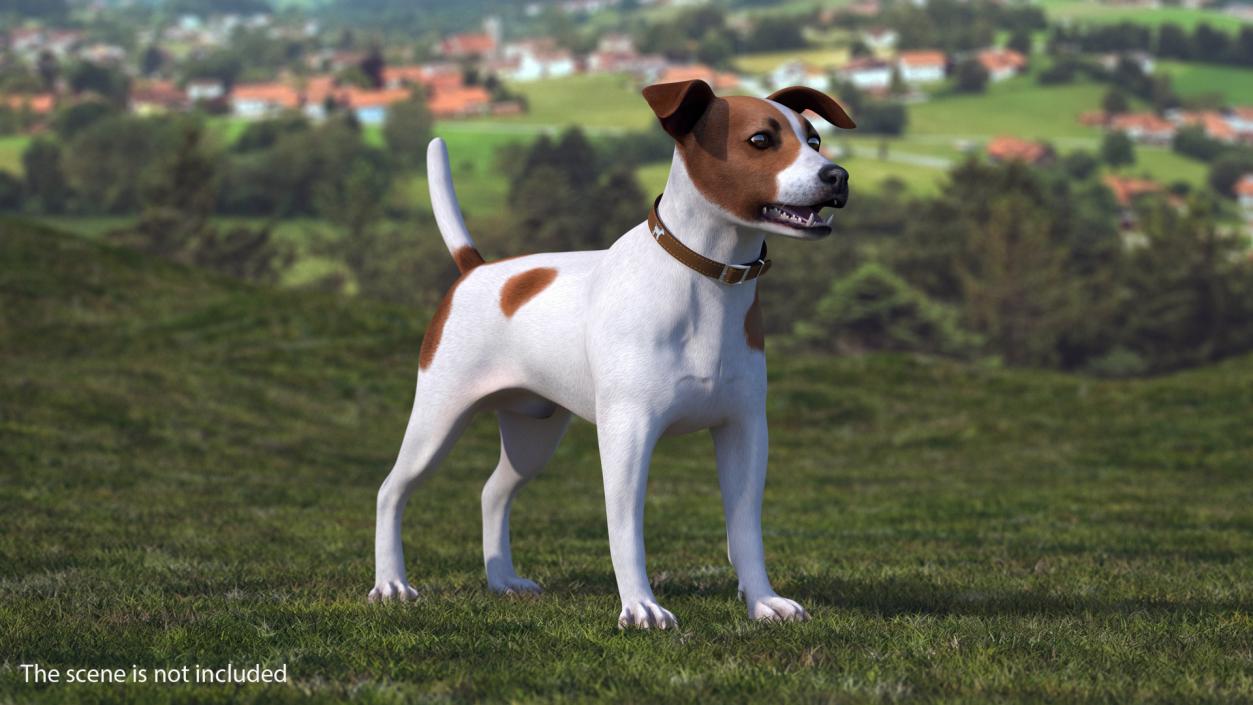 3D Spotted Jack Russell Terrier model