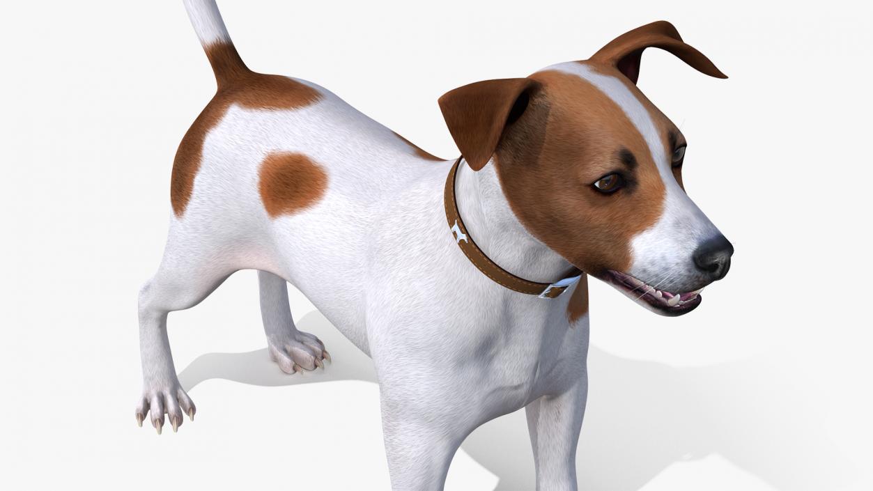 3D Spotted Jack Russell Terrier model