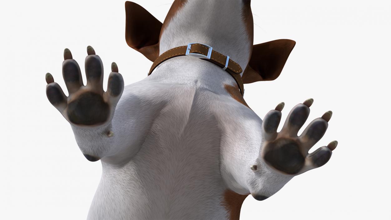 3D Spotted Jack Russell Terrier model