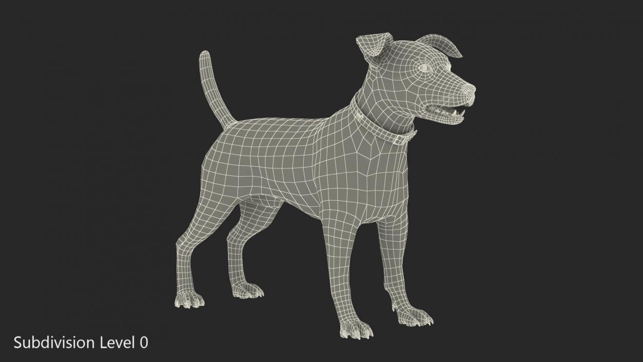 3D Spotted Jack Russell Terrier model