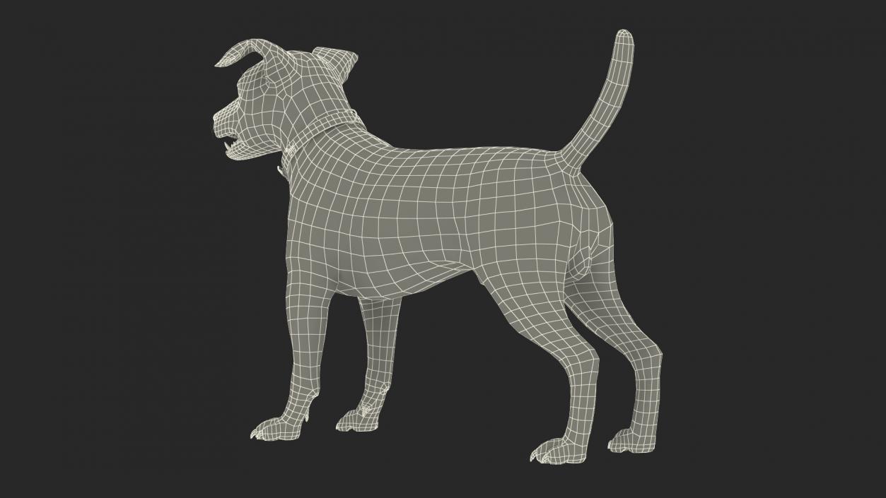 3D Spotted Jack Russell Terrier model