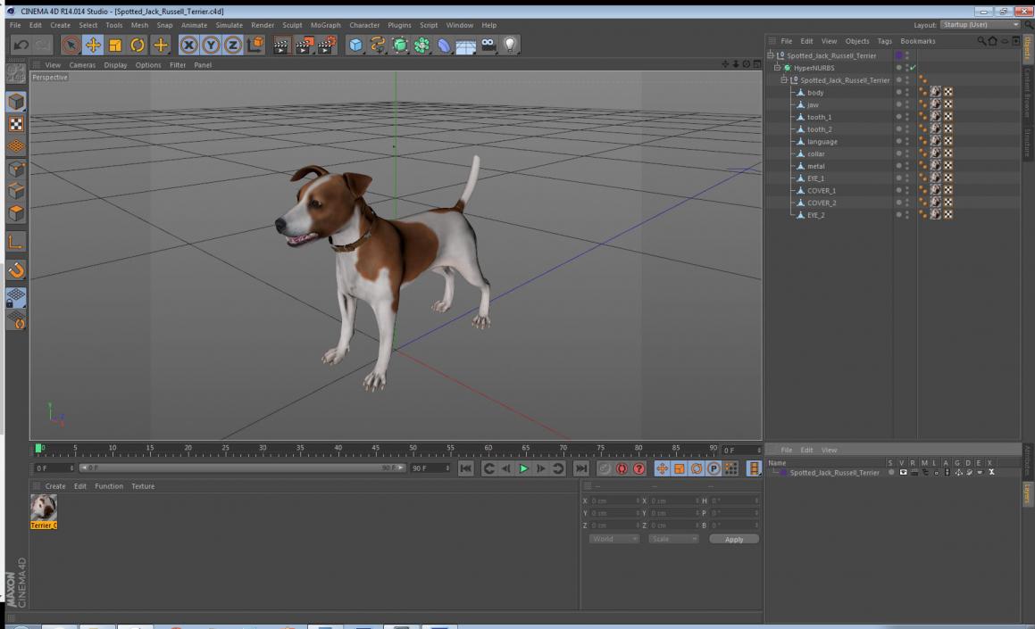 3D Spotted Jack Russell Terrier model