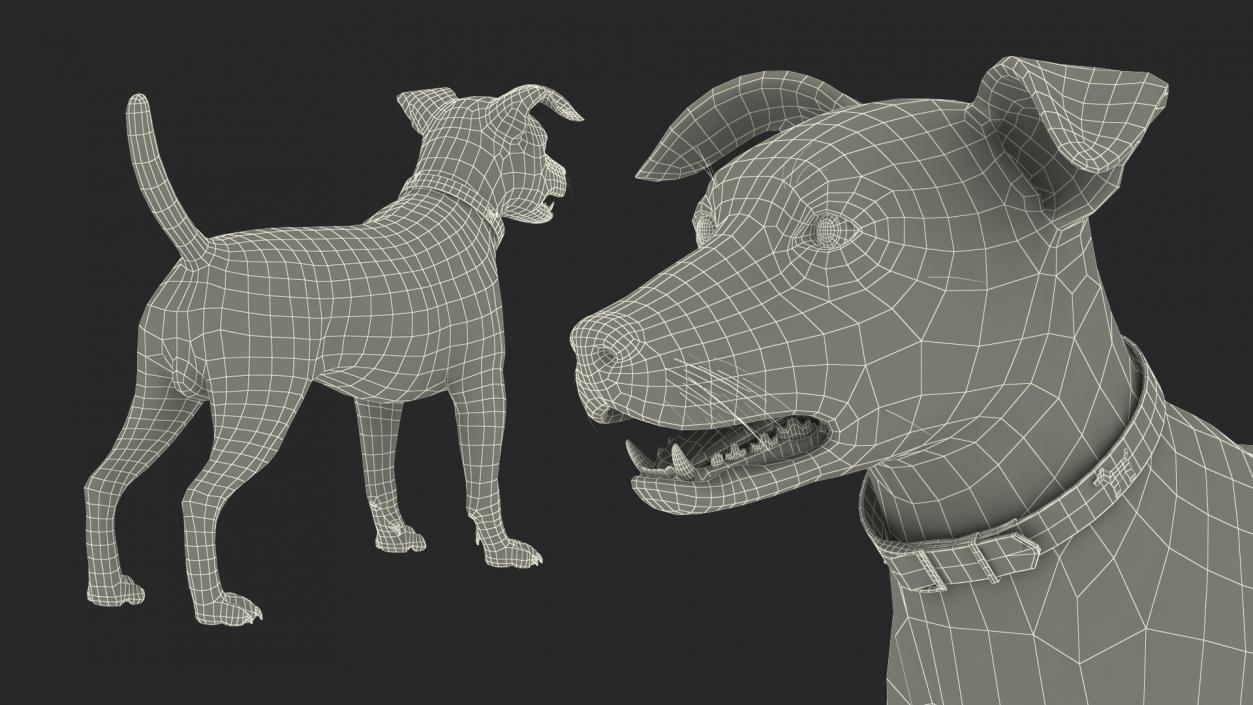 3D Spotted Jack Russell Terrier model