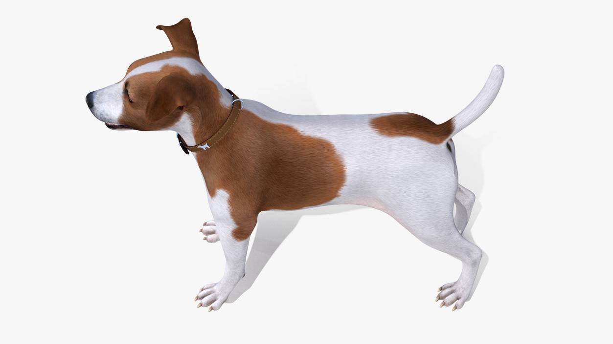 3D Spotted Jack Russell Terrier model