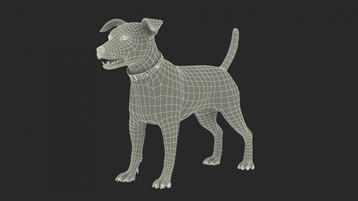 3D Spotted Jack Russell Terrier model