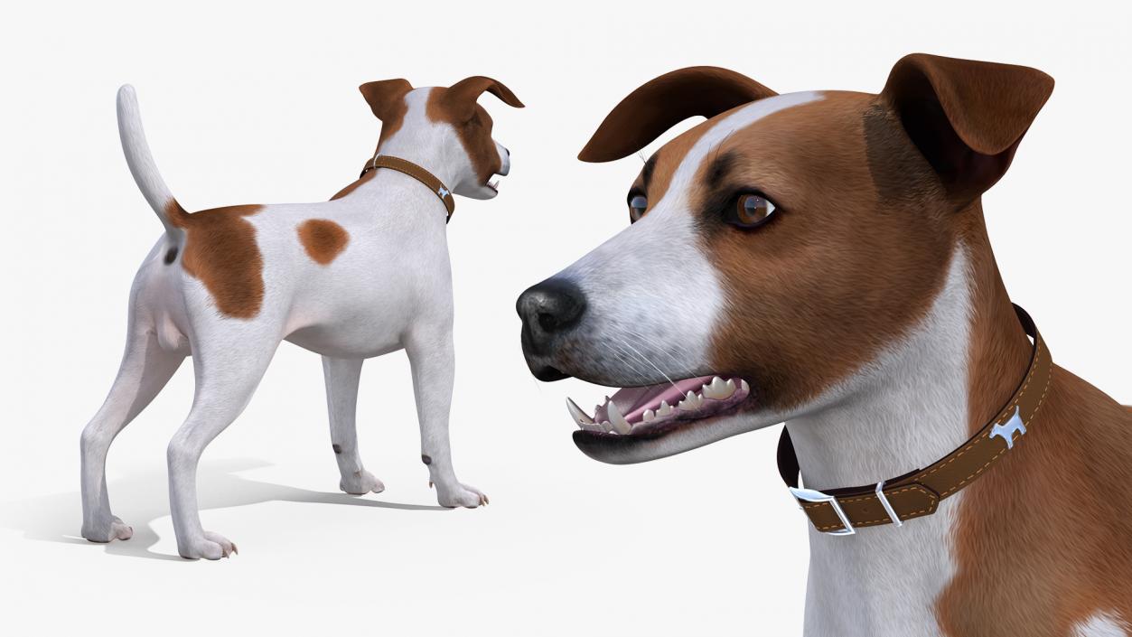 3D Spotted Jack Russell Terrier model