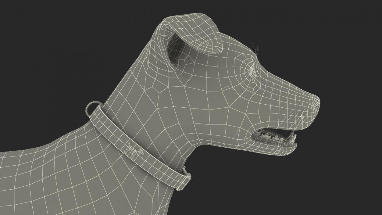 3D Spotted Jack Russell Terrier model