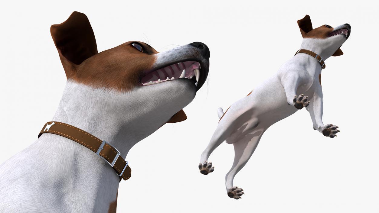 3D Spotted Jack Russell Terrier model