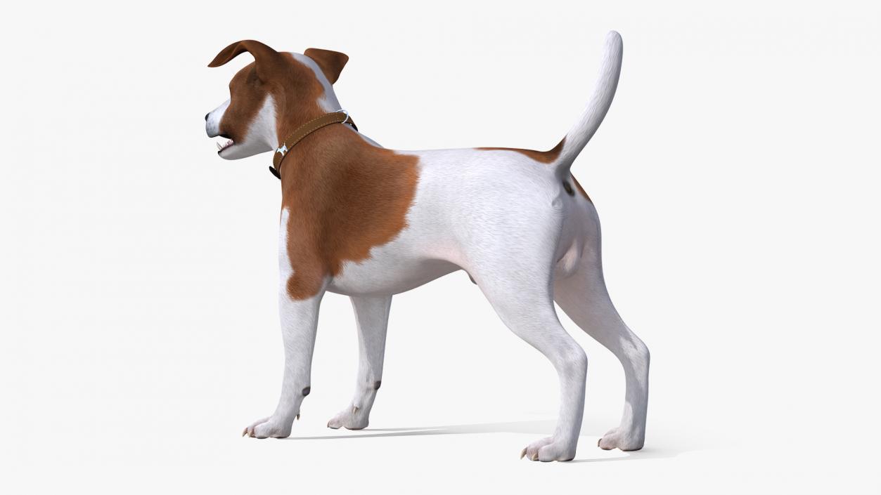 3D Spotted Jack Russell Terrier model